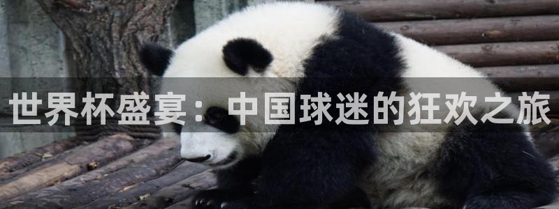 世界杯在线直播:世界杯盛宴:中国球迷的狂欢之旅